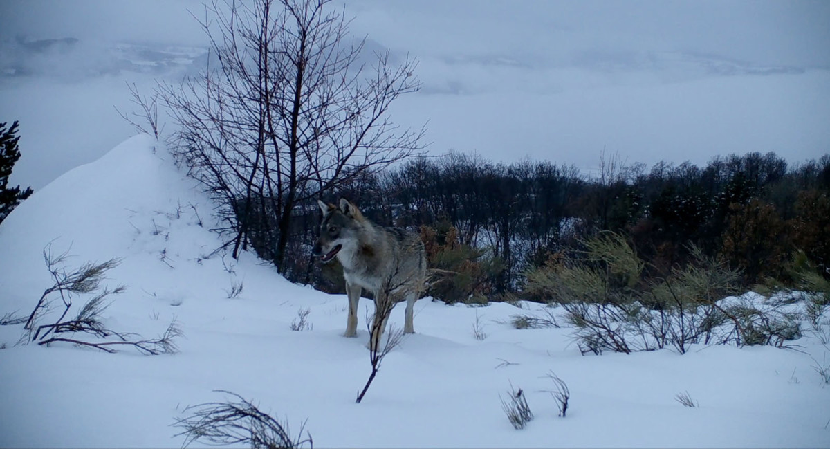 MARCHE AVEC LES LOUPS